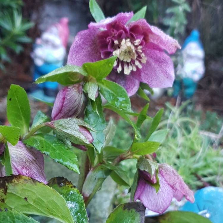 plant image 930168
