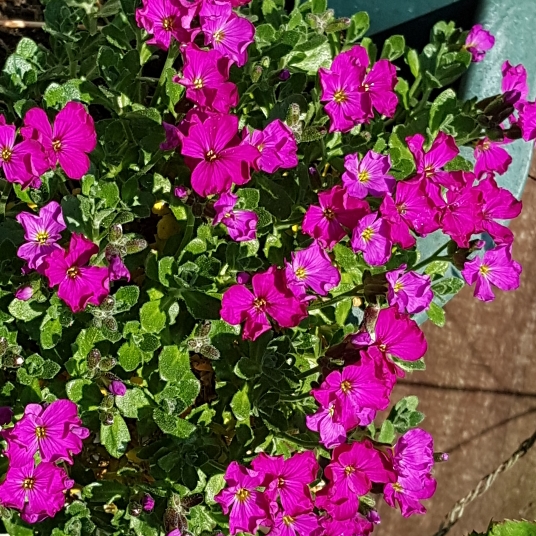 Plant image Aubrieta