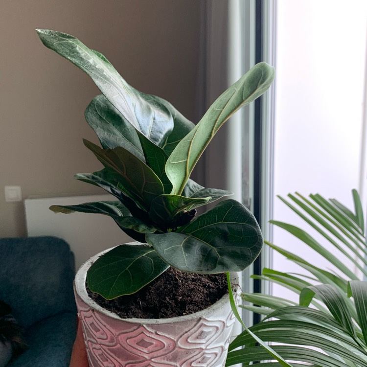 Plant image Ficus Lyrata Bambino