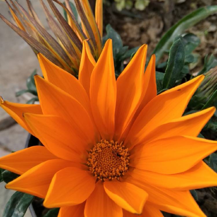 Plant image Gazania 'Orange Flame'