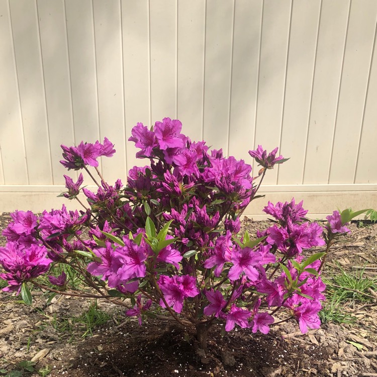 Plant image Rhododendron 'Herbert'