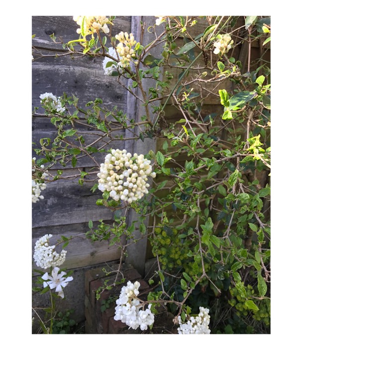 plant image 360891