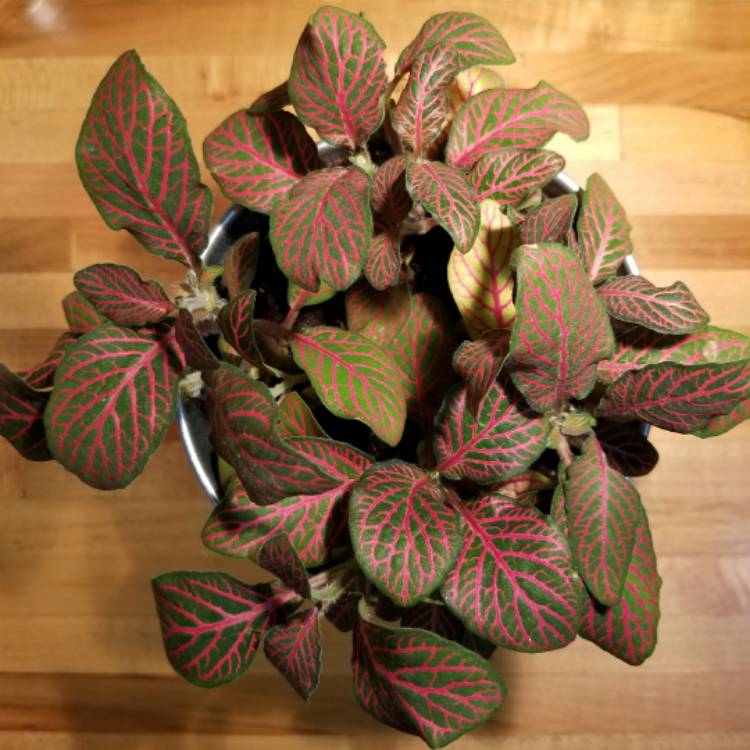 Plant image Fittonia agyroneura 'Mini Red Vein'