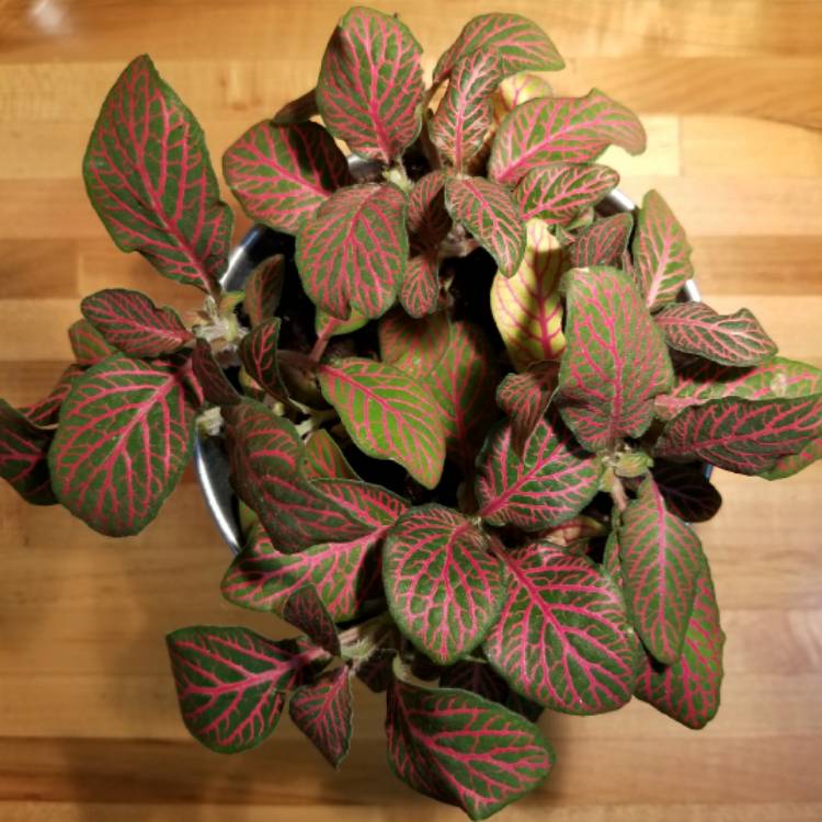 Fittonia agyroneura 'Mini Red Vein', Nerve Plant 'Mini Red Vein ...