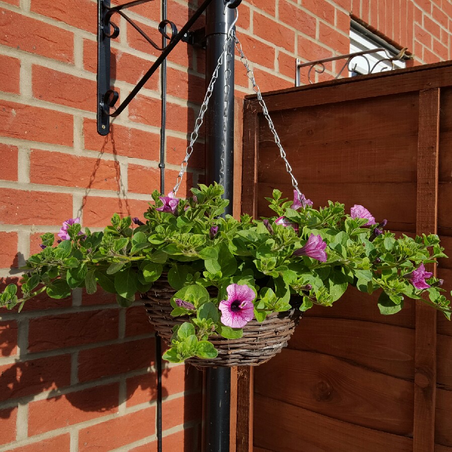 Petunia