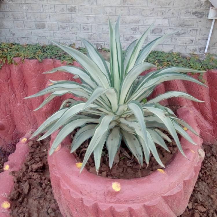 Plant image Agave tequilana