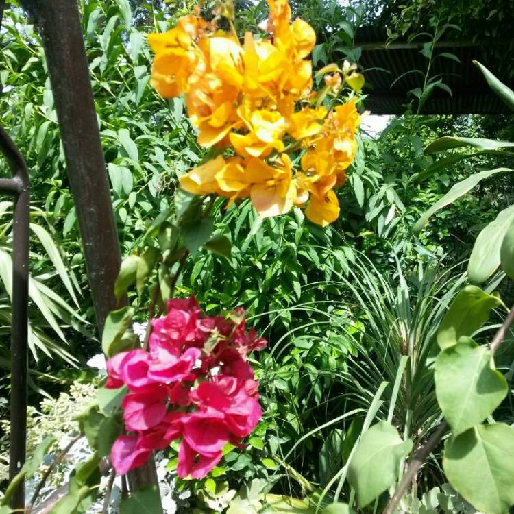 Plant image Bougainvillea 'Imperial Thai Delight'