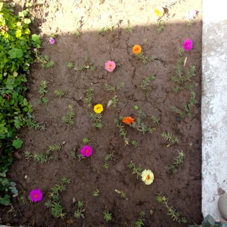plant image 418119