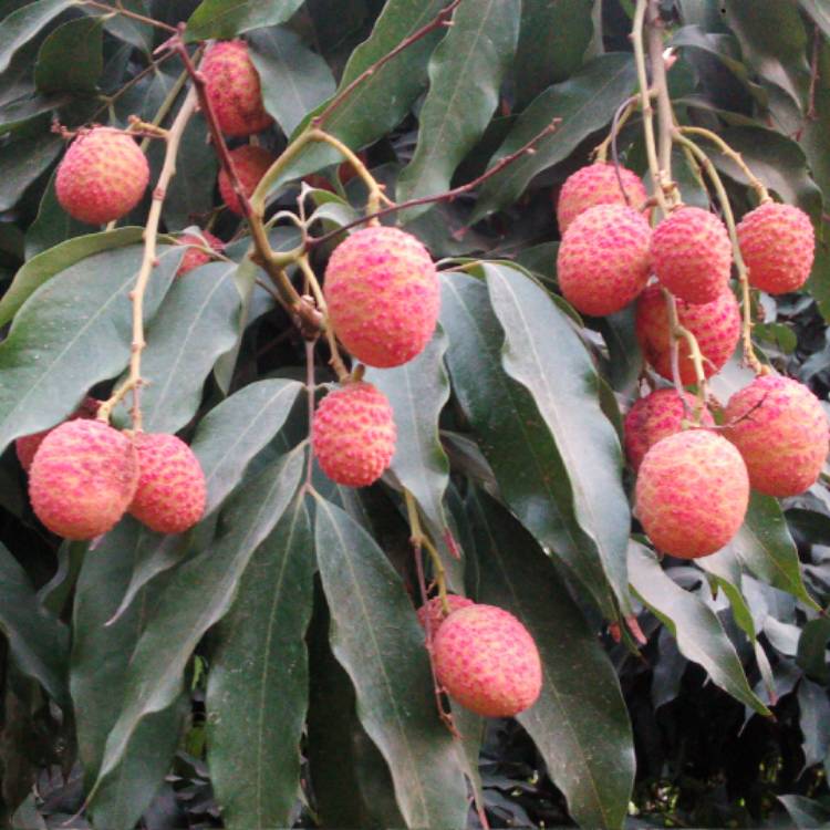plant image 451862