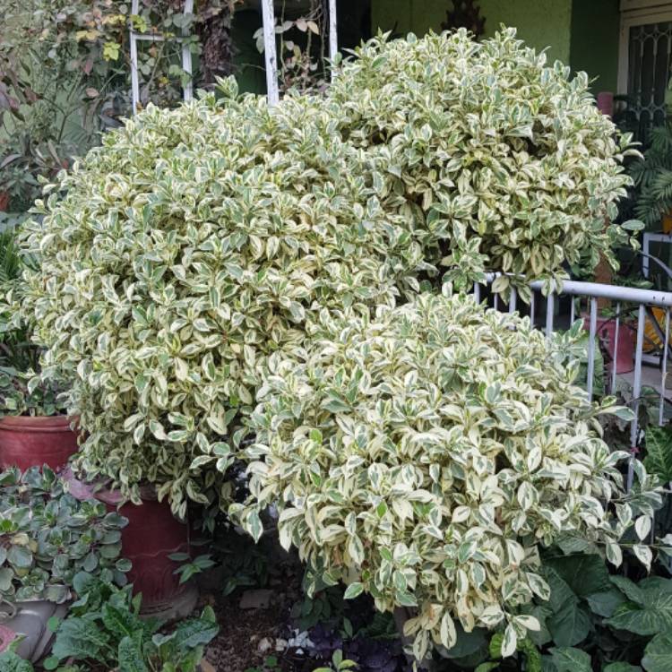 plant image 1551346