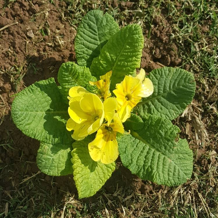 Plant image Primula acaulis 'Osiered Amber group'