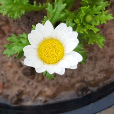 Leucanthemum 'Daisy Chains'