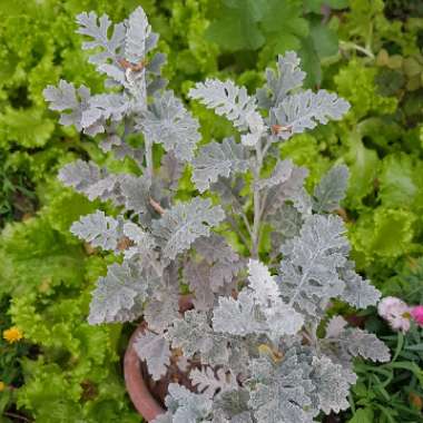 Centaurea cineraria subsp. cineraria