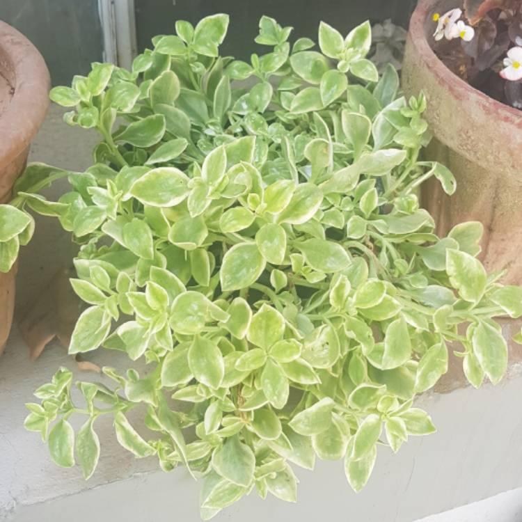 Plant image Aptenia cordifolia variegata 'Crystal'
