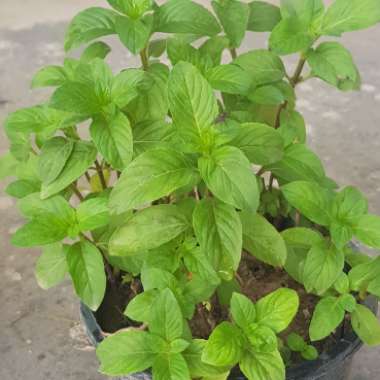 Mint