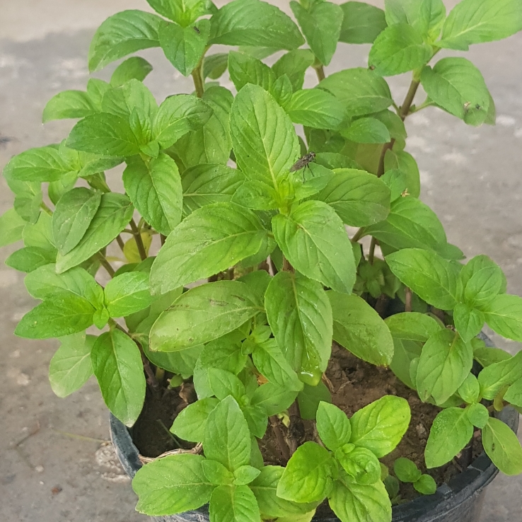plant image 1576413