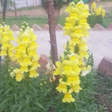 Snapdragon