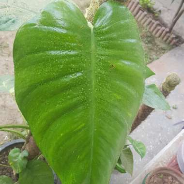 Epipremnum aureum (Devil's Ivy)