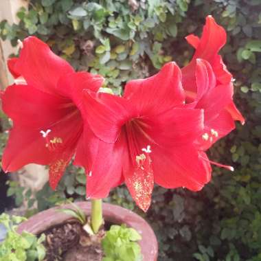 Hippeastrum (Amaryllis)