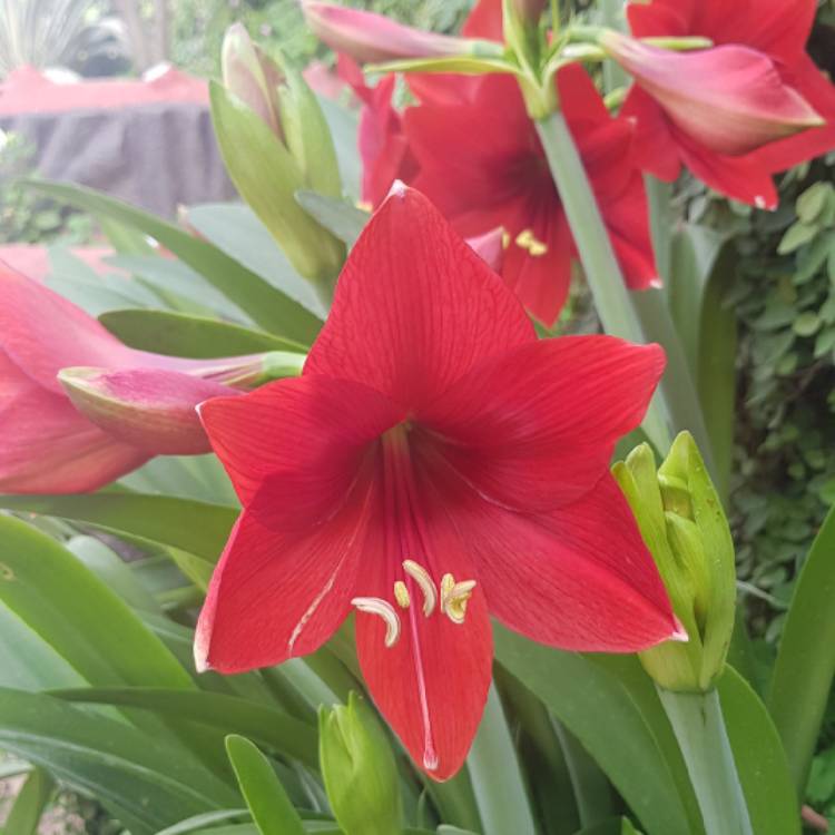 Plant image Hippeastrum 'Fire Dancer'