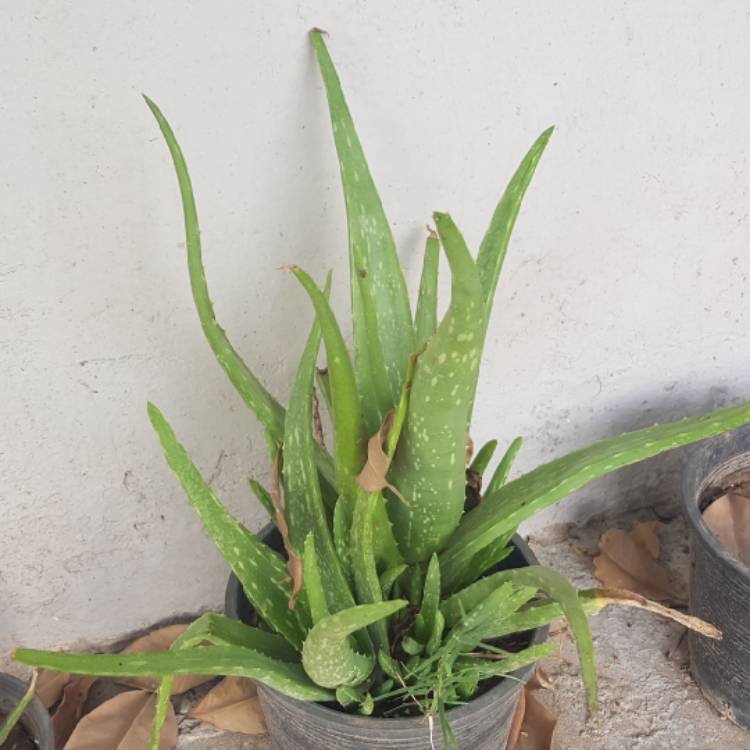 plant image 1577783