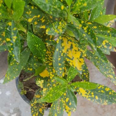 Codiaeum variegatum 'Gold Dust'