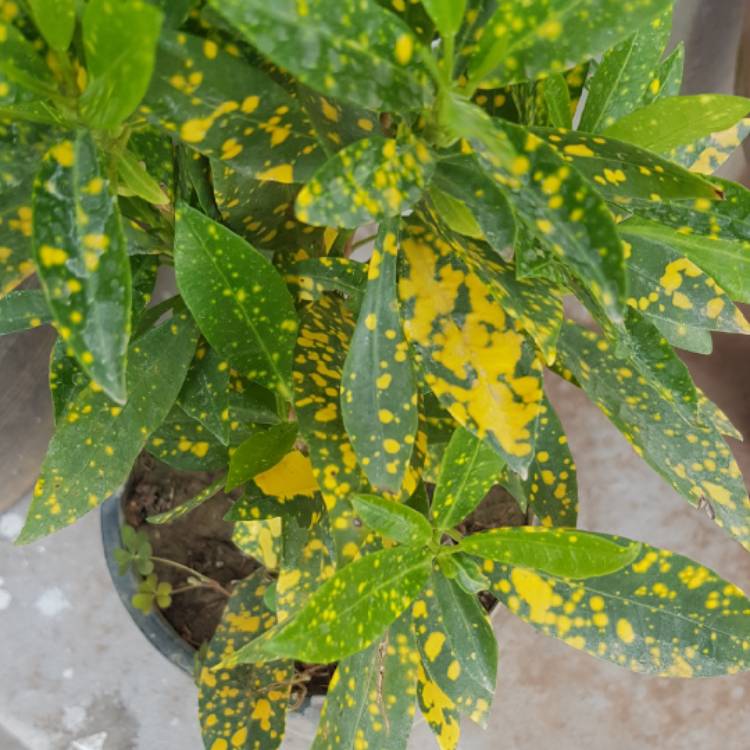 plant image 1578177