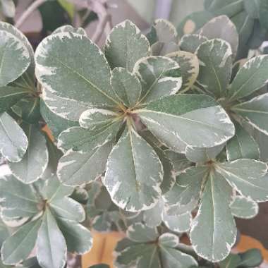 Pittosporum tobira 'Variegatum'