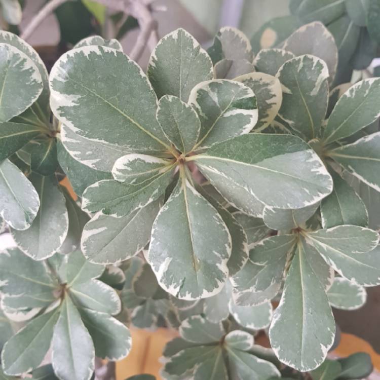 plant image 1583034