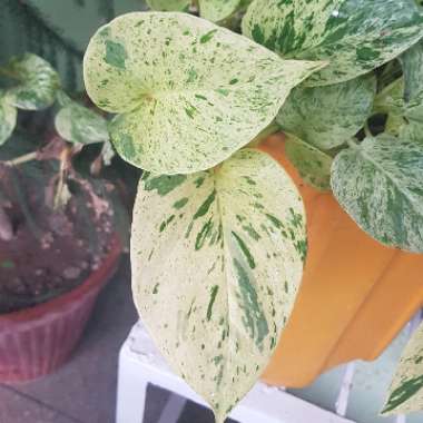 Epipremnum aureum (Devil's Ivy)