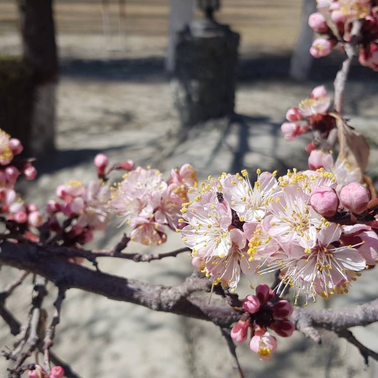 Plant image Prunus armeniaca