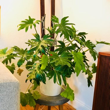Thaumatophyllum xanadu syn. Philodendron xanadu, Philodendron 'Xanadu', Philodendron 'Winterbourn'