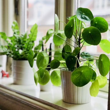 Pilea peperomioides