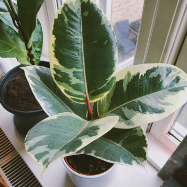 Ficus elastica 'Variegata'
