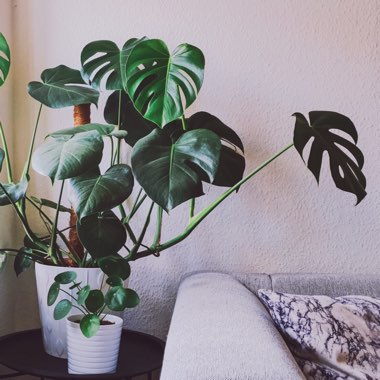 Monstera deliciosa