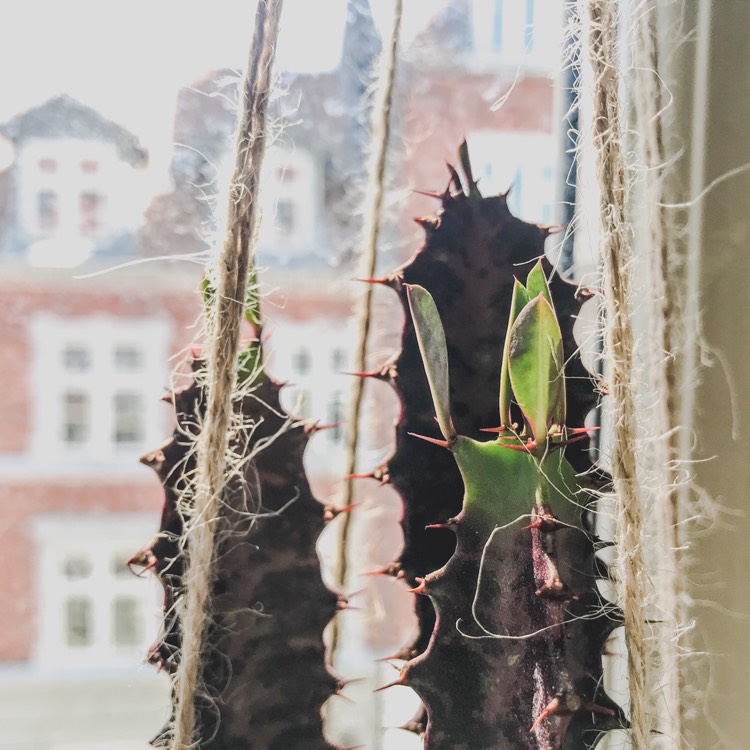 plant image 803304