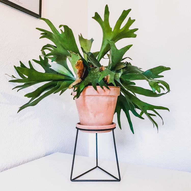 plant image 889733