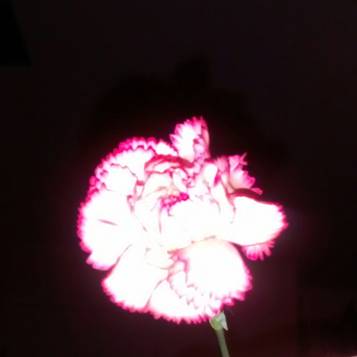 Plant image Dianthus caryophyllus 'Circus Clowns'