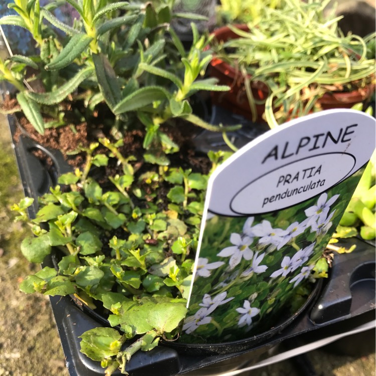 plant image 312053