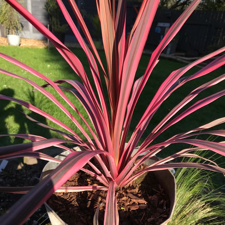plant image 354220