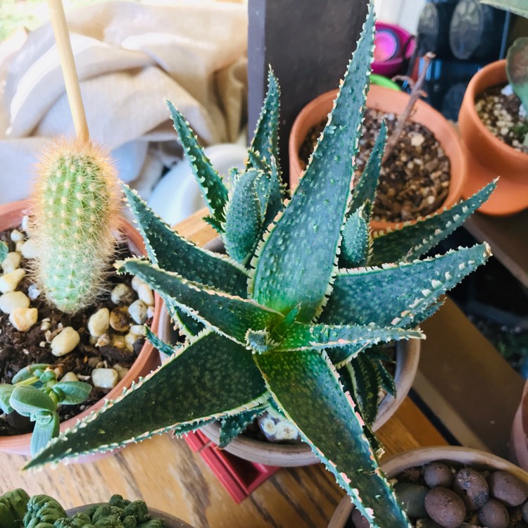 Plant image Aloe 'Bright Star'
