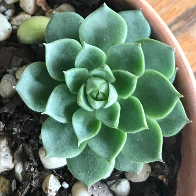 plant image 1543007