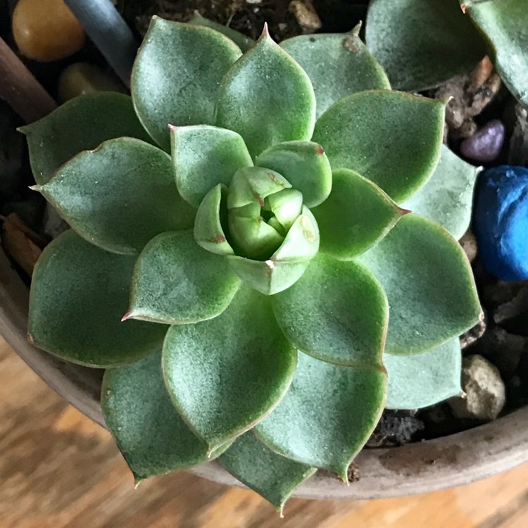 plant image 1543009