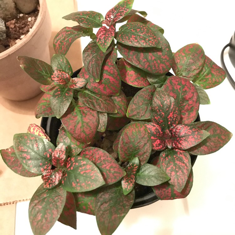 plant image 1545706