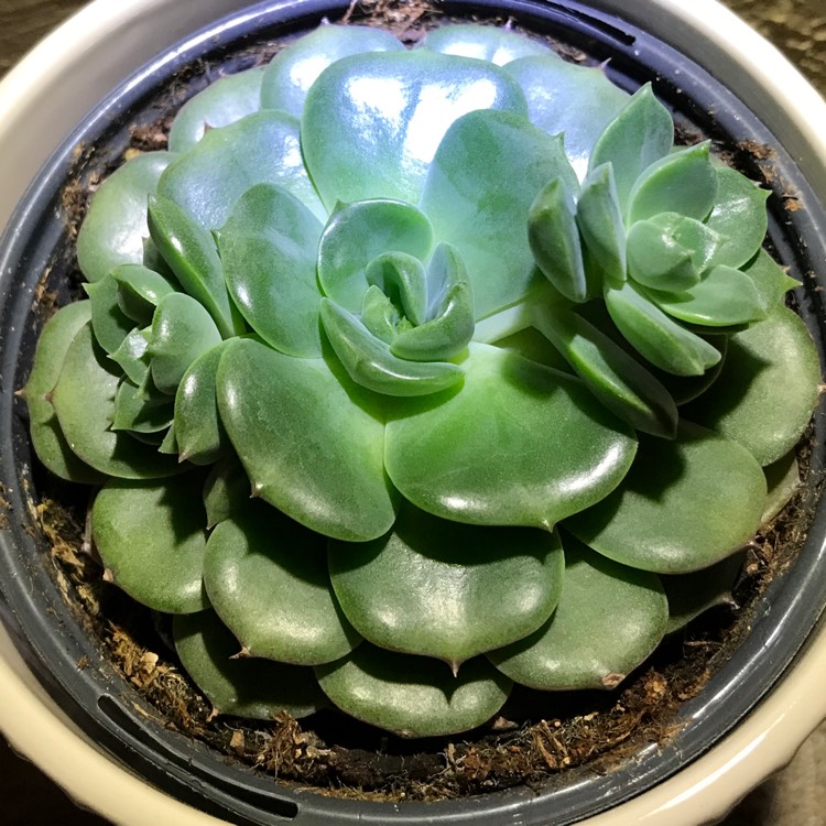 plant image 1551532