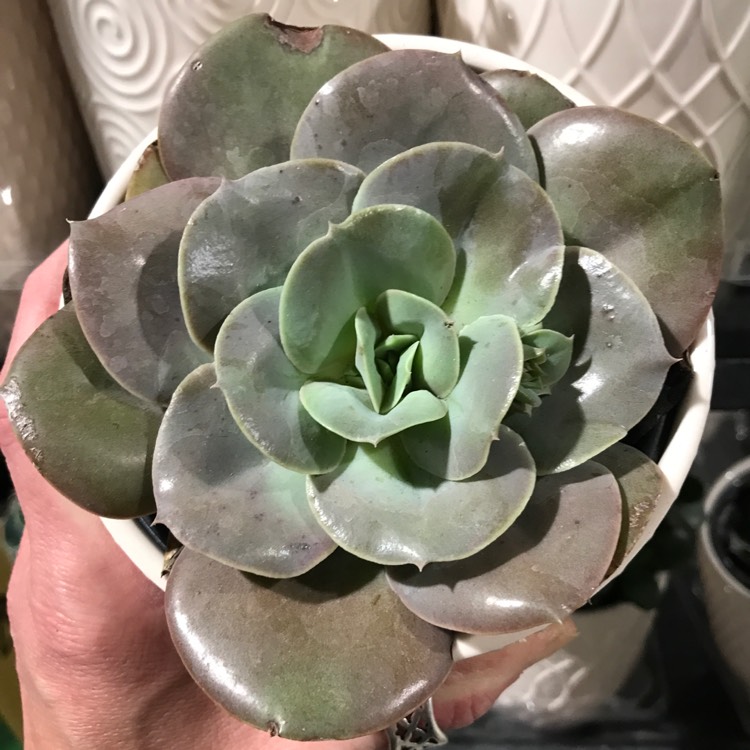 plant image 1551535