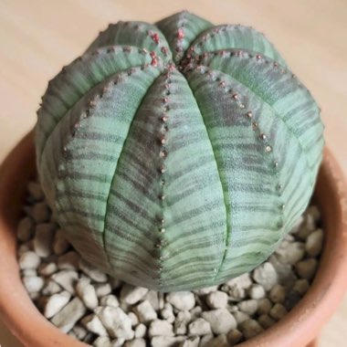 Baseball plant