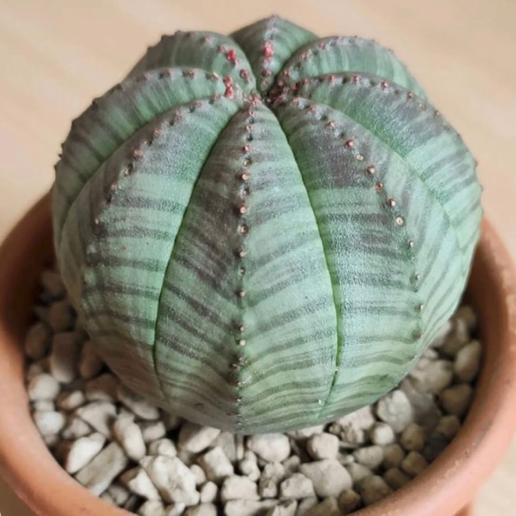 plant image 1552194