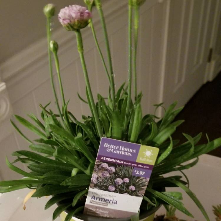 Plant image Armeria pseudarmeria 'Ballerina Purple Rose'