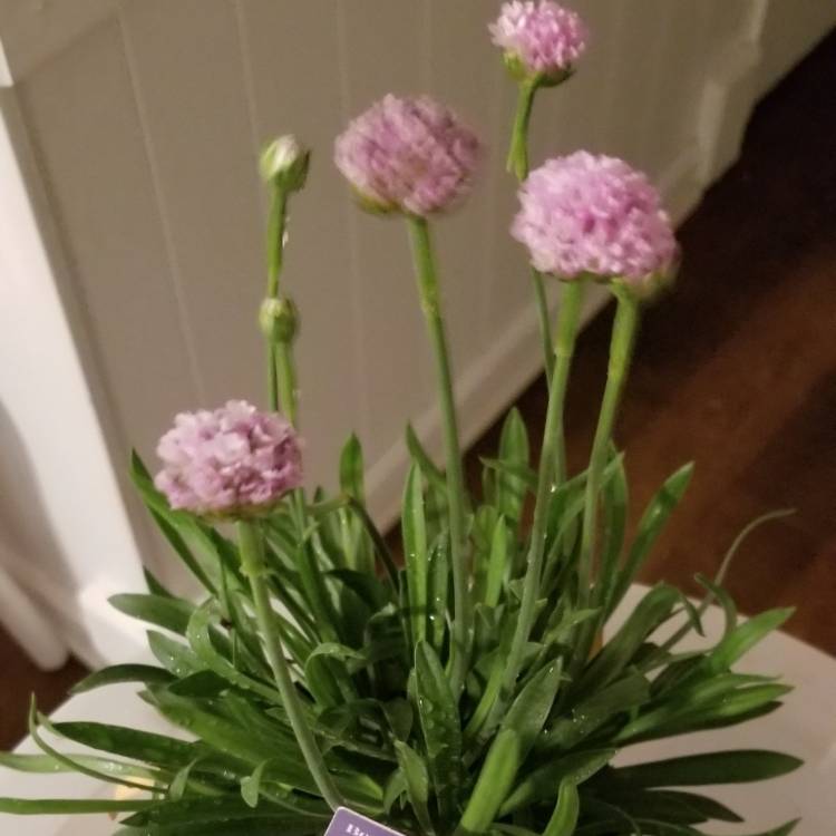 plant image 707955